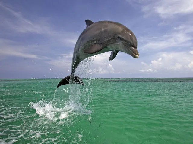 10 интересных фактов про дельфинов
