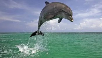 10 интересных фактов про дельфинов