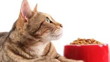 Корм Royal Canin Urinary S/O для кошек: особенности и характеристики